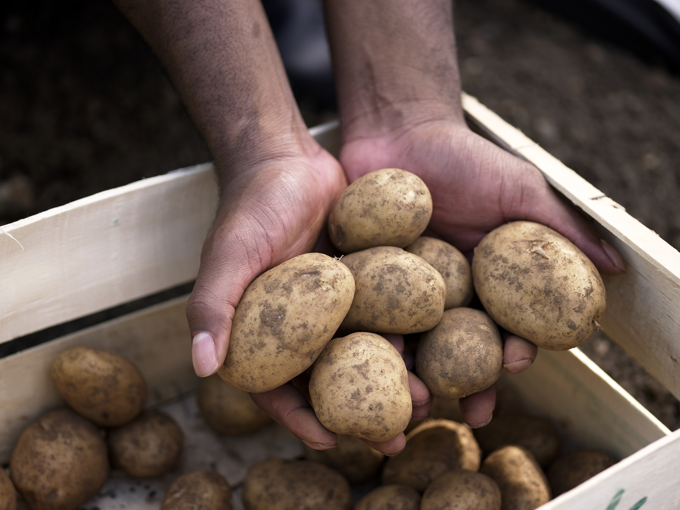 A man holding muddy potatoes